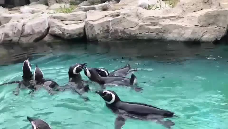 The call of a penguin