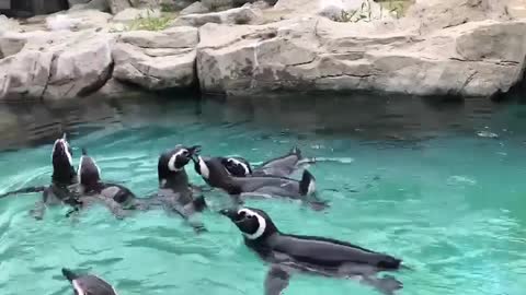 The call of a penguin