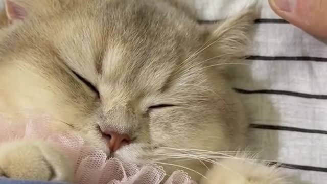 The cat is so cute when it's sleeping
