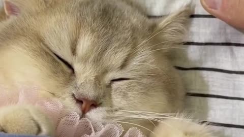 The cat is so cute when it's sleeping