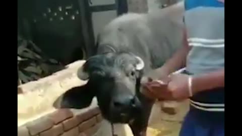 Who is the rich one in this clip?