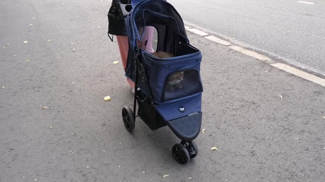 Walking in a Cat Stroller