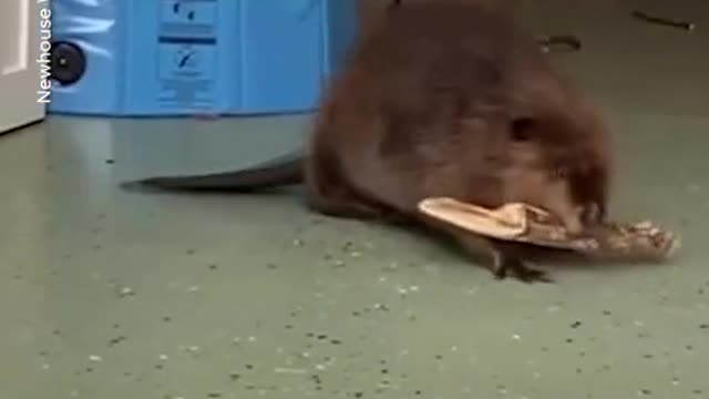 Nibi the beaver has a new roommate and she's drawing a line – literally!