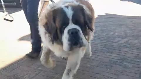 100kg dog omg