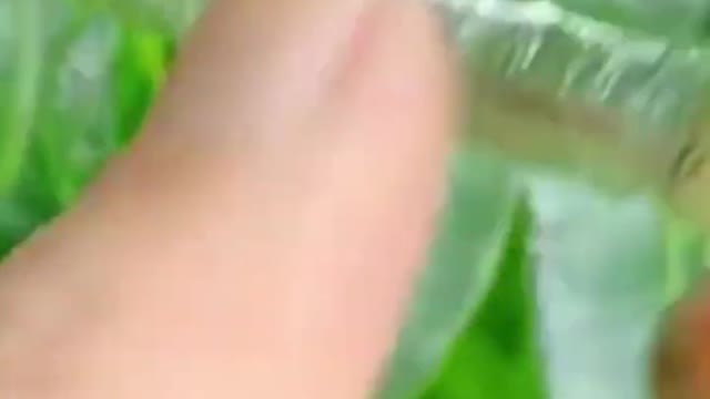 New way to connect mango inserts