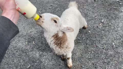 Wilbert The Lamb Bottle Feeding