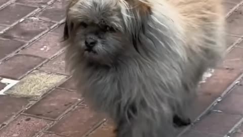 Funniest Cats and Dogs