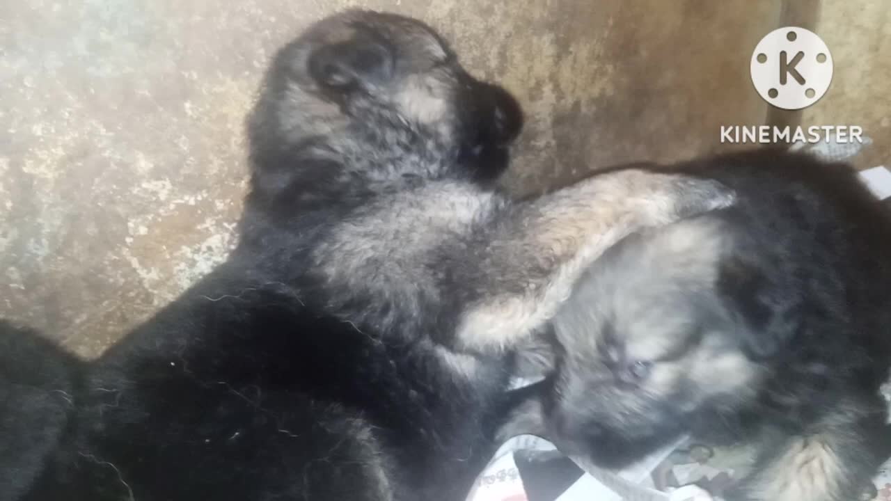 @Laugh Today pet only German Shepherd puppy food, deworming
