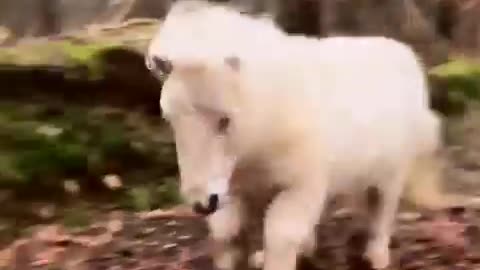 🐎Horse🐎