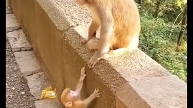 Cutie Animals