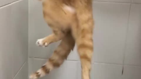Vano take bath kitten