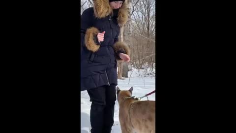 I_am_puma.Mountain lion in winter forest. Гуляем с пумой в зимнем лесу. ピューマを連れて冬の森に散歩している