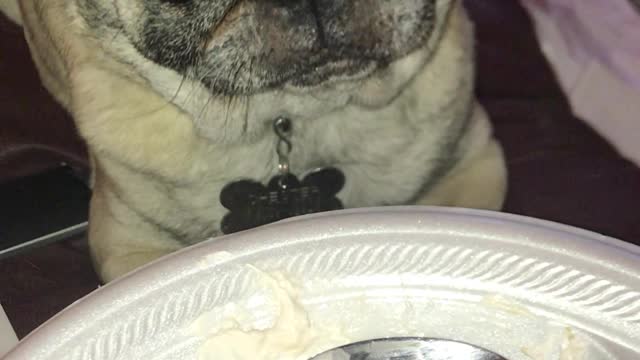 Chester the Pug Lip Smacks for Key Lime Pie