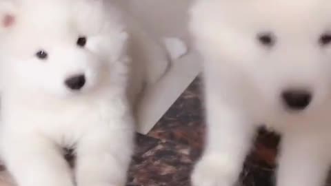 happy puppy
