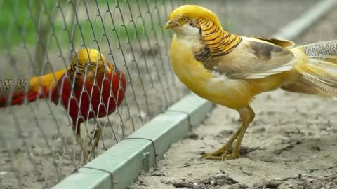 Golden pheasant
