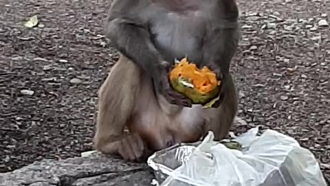 Monkey IN hospital