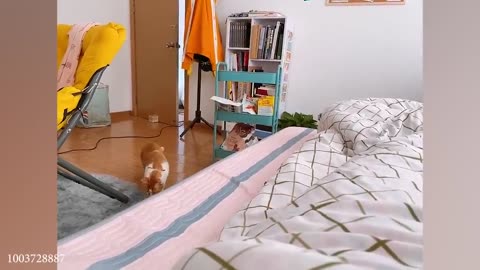CATS you will remember and LAUGH all day! 😂Funny Cats Videos 2024