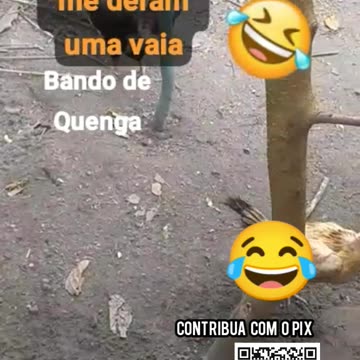 MEUS GALOS E GALINHAS ME DERAM UMA VAIA 🤣HUUUUUUUUUU