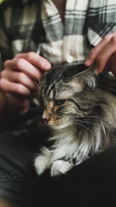 5.A Person Touching a Cat's Ears