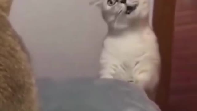 The Dog In the mud!!!