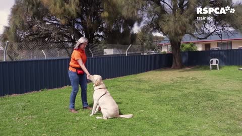 Dog training tips