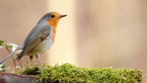 Beautiful colourful birds