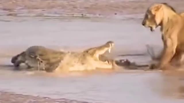 three lions against one crocodile