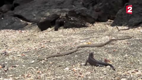 Iguana vs snakes