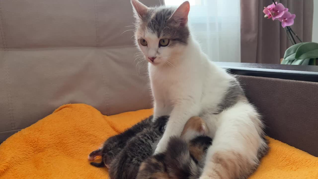Mother Cat Shows her Love for Baby Kittens