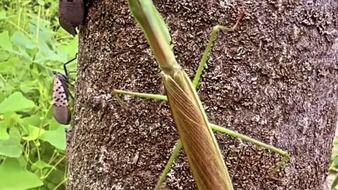News Break: Preying Mantis