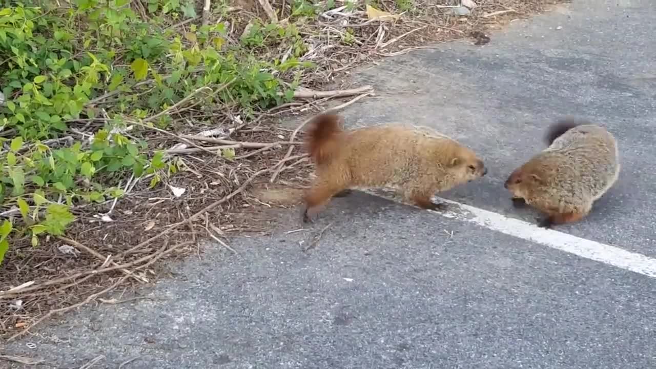 【 Groundhog 】 A battle of two groundhogs! Why didn't the people who filmed it stop it?!