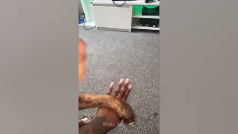 Try Not To Laugh😹 - Funniest Dogs Reaction Video 2023 _ Pets Island