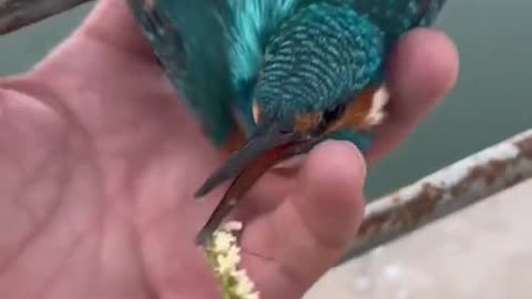 News Break: Guy Saves a Birds life.