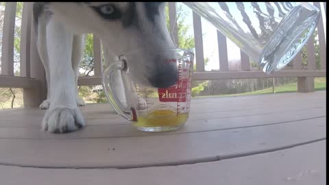 Slow Motion Explains How Siberian Husky Dog Licks Raw Egg