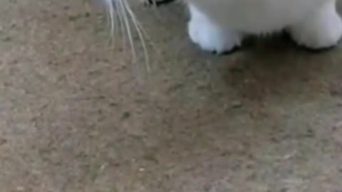 Funniest cats 🤣 funny animal video