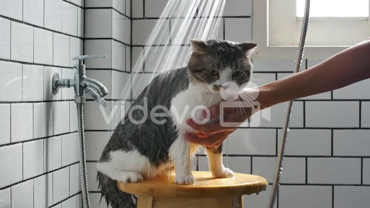 A man taking a bath for his Scottish fold cat in a bathroom with a shower