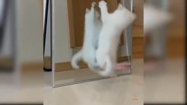 Cat 🐈play with mirror 🪞😄