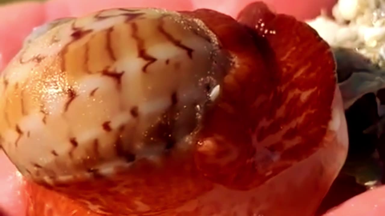 The Guady Moon Snail