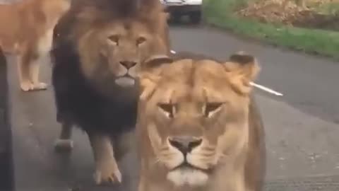 BELLEZAS INCREIBLES! ☺️🦁