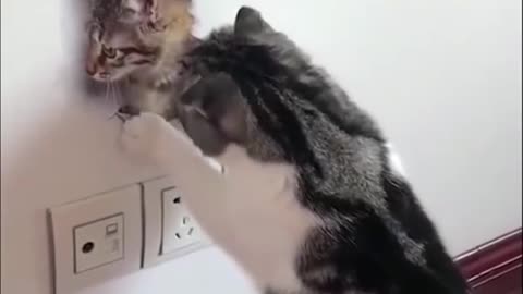 Funny Cats Compilation