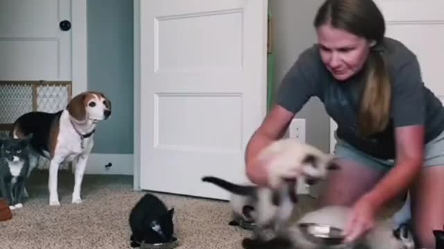 They are so impatient 😻😻