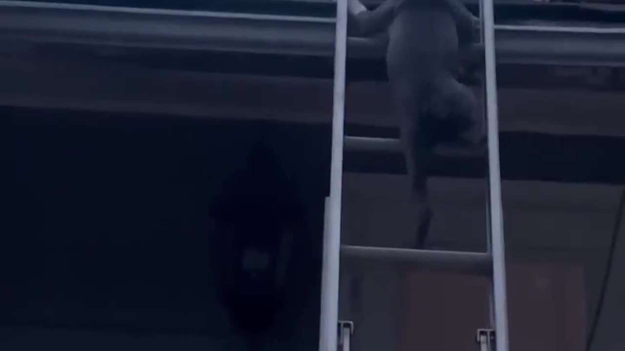 Puppy Follows Person Up Ladder