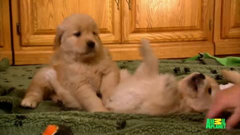 Growing Up Golden: Golden Retriever Puppies | Too Cute!
