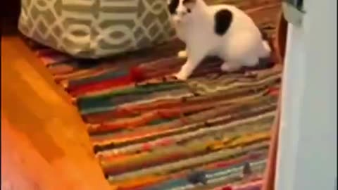 Funny cat video so cute 😍