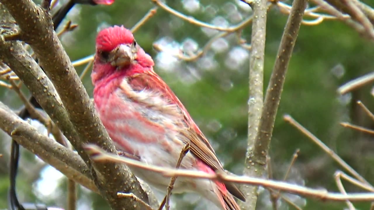 Purple Finch