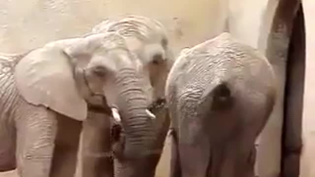 Elephant doing crazy things with conspecific