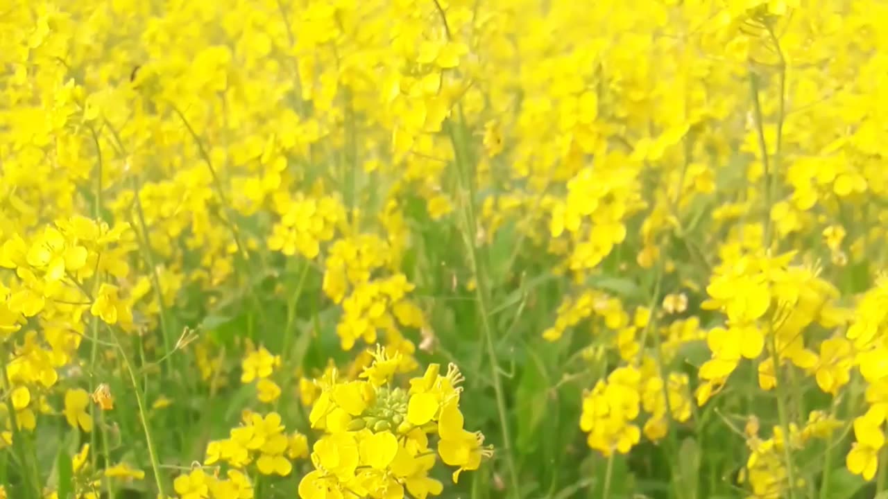 Mustard flower.