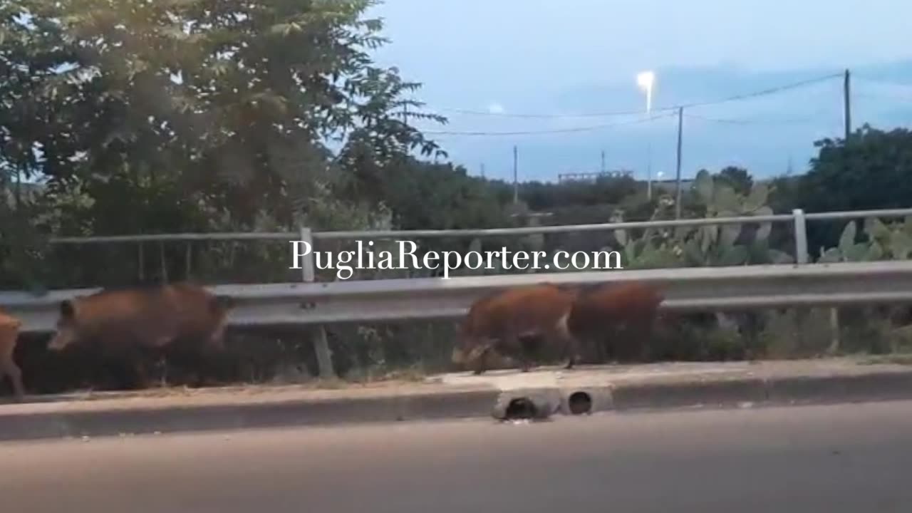 A Bari cinghiali "evoluti" attraversano la strada "più civili di molti umani..." - video