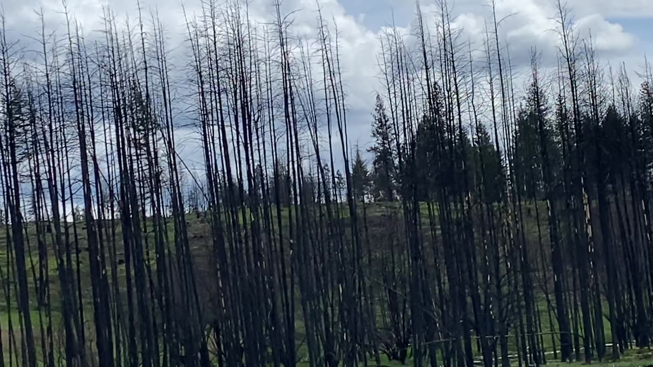 How can a 'Forest Fire" do this?