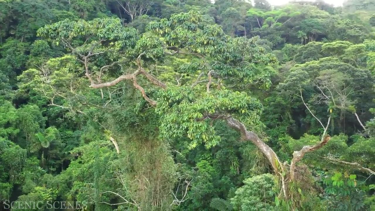 Amazon 4k - The World’s Largest Tropical Rainforest